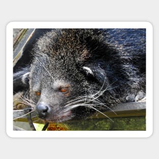 Binturong Sticker